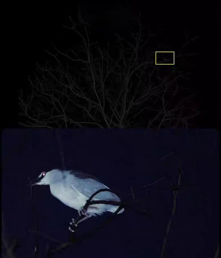 Digital Monoculars